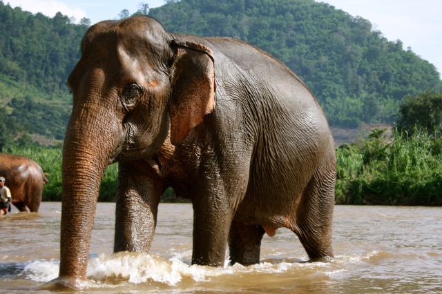 World___Thailand_Elephant_bathing_in_the_resort_of_Chiang_Rai__Thailand_061869_